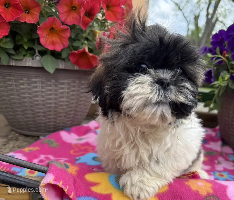 Lora – Shih Tzu puppy for sale in Knoxville, IA
