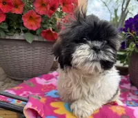 Lora, a female Shih Tzu for sale in Knoxville, IA – 1 of 3