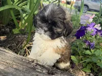 Courtney, a male Shih Tzu for sale in Knoxville, IA – 3 of 4