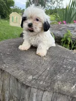 Cici, a female Shih Tzu for sale in Knoxville, IA – 3 of 4