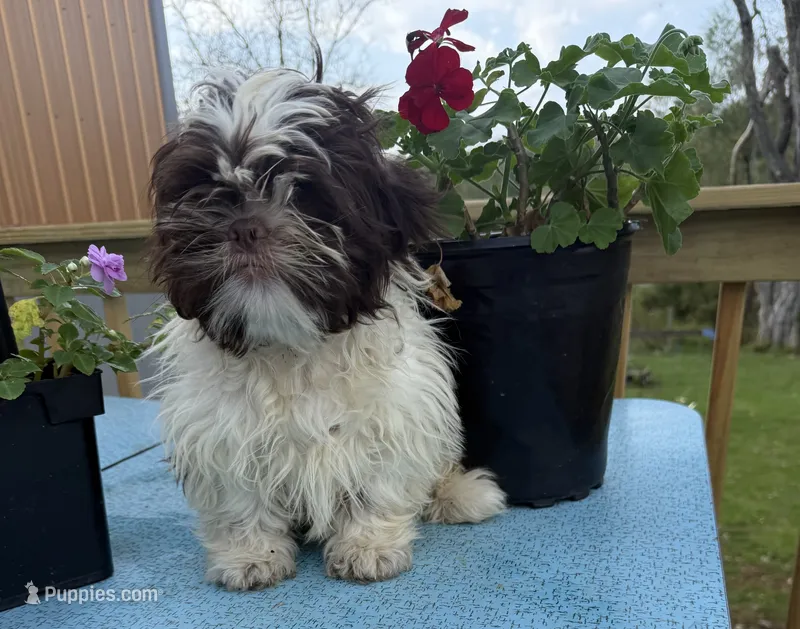 Buddy – Shih Tzu puppy for sale in Knoxville, IA
