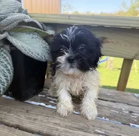 Milo, a male Bichon Frise and Shih Tzu for sale in Knoxville, IA – 2 of 5