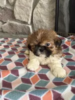 Zoro, a male Shih Tzu for sale in Knoxville, IA – Photo 2 of 4