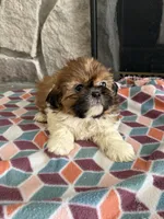 Zoro, a male Shih Tzu for sale in Knoxville, IA – Photo 3 of 4