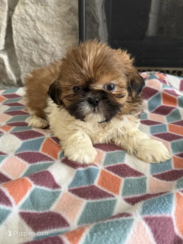 Zoro, a male Shih Tzu for sale in Knoxville, IA – Photo 1 of 4