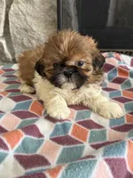 Zoro, a male Shih Tzu for sale in Knoxville, IA – Photo 1 of 4