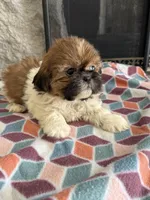 Zoro, a male Shih Tzu for sale in Knoxville, IA – Photo 4 of 4