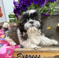 Daisy , a female Shih Tzu for sale in Knoxville, IA – 2 of 3