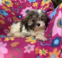 Lucy, a female Shih Tzu for sale in Knoxville, IA – 3 of 5