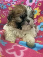 Sasha, a female Shih Tzu for sale in Knoxville, IA – Photo 1 of 4