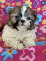Sasha, a female Shih Tzu for sale in Knoxville, IA – Photo 3 of 4