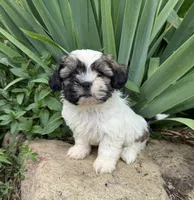 Caleb, a male Shih Tzu for sale in Knoxville, IA – 5 of 5