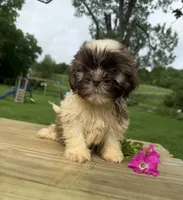 Sam, a male Shih Tzu for sale in Knoxville, IA – 3 of 3