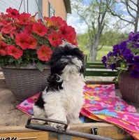 Zara, a female Shih Tzu for sale in Knoxville, IA – 4 of 4