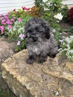 Bailey, a female Poodle - Toy  for sale in Knoxville, IA – 2 of 4