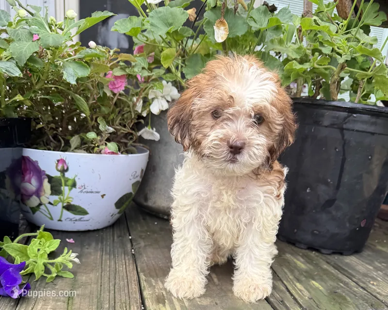Bella – Shih Tzu, Poodle - Miniature  puppy for sale in Knoxville, IA
