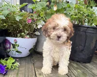 Bella, a female Shih Tzu and Poodle - Miniature  for sale in Knoxville, IA – 1 of 4