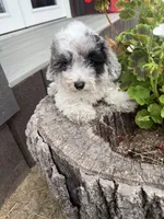 Bella, a female Poodle - Toy  for sale in Knoxville, IA – 2 of 4