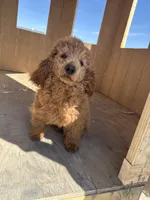 Molly, a female Goldendoodle and Poodle - Toy  for sale in Knoxville, IA – 5 of 5