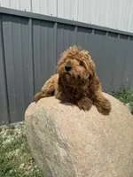 Riri, a female Goldendoodle and Poodle - Toy  for sale in Knoxville, IA – 2 of 3