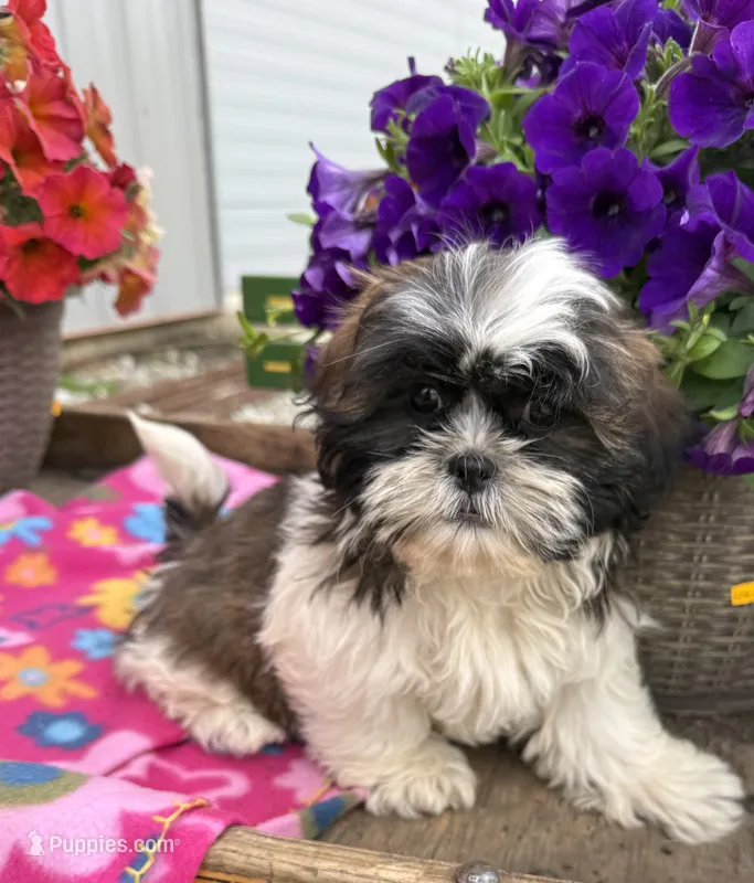 Daisy  – Shih Tzu puppy for sale in Knoxville, IA