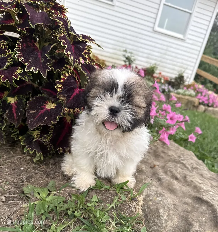 Lincoln – Shih Tzu puppy for sale in Knoxville, IA