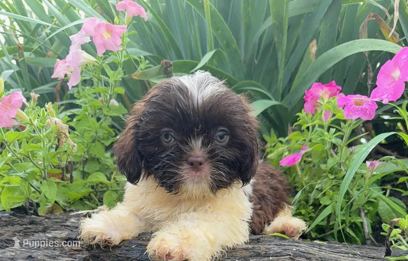 Sunny – Shih Tzu puppy for sale in Knoxville, IA