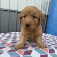 Maci, a female Golden Retriever for sale in Knoxville, IA – Photo 2 of 3