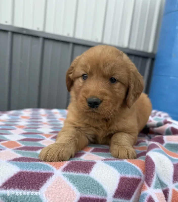 Maci – Golden Retriever puppy for sale in Knoxville, IA