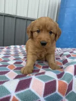 Maci, a female Golden Retriever for sale in Knoxville, IA – Photo 3 of 3