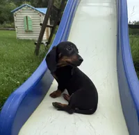 Lily , a female Dachshund for sale in Knoxville, IA – 3 of 3