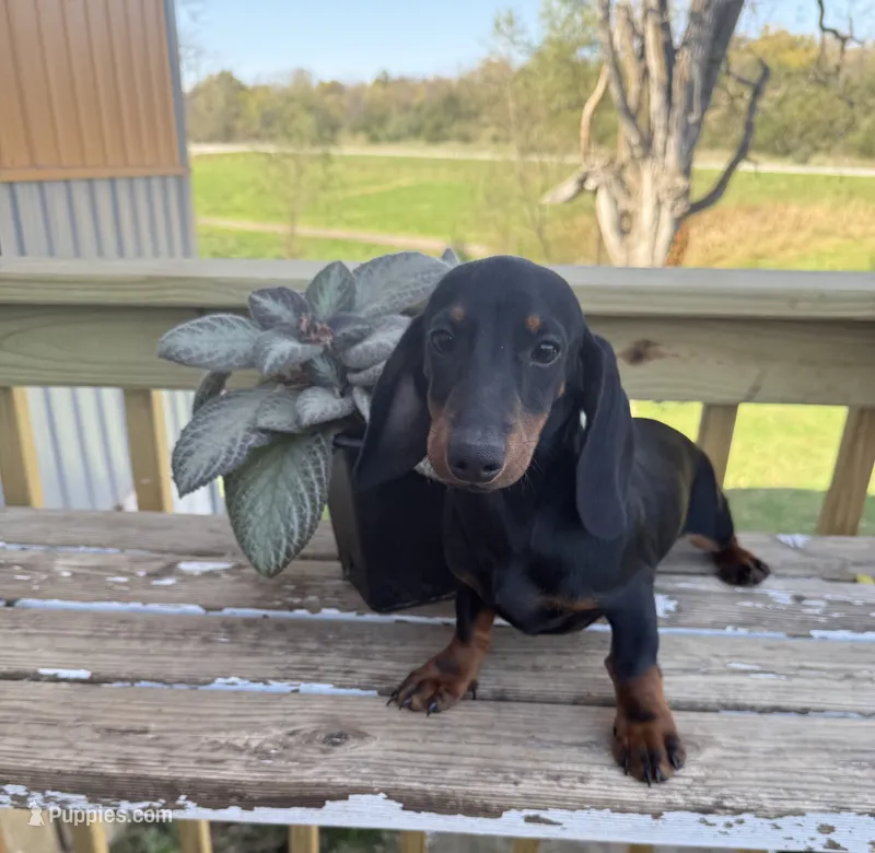 Lily  – Dachshund puppy for sale in Knoxville, IA