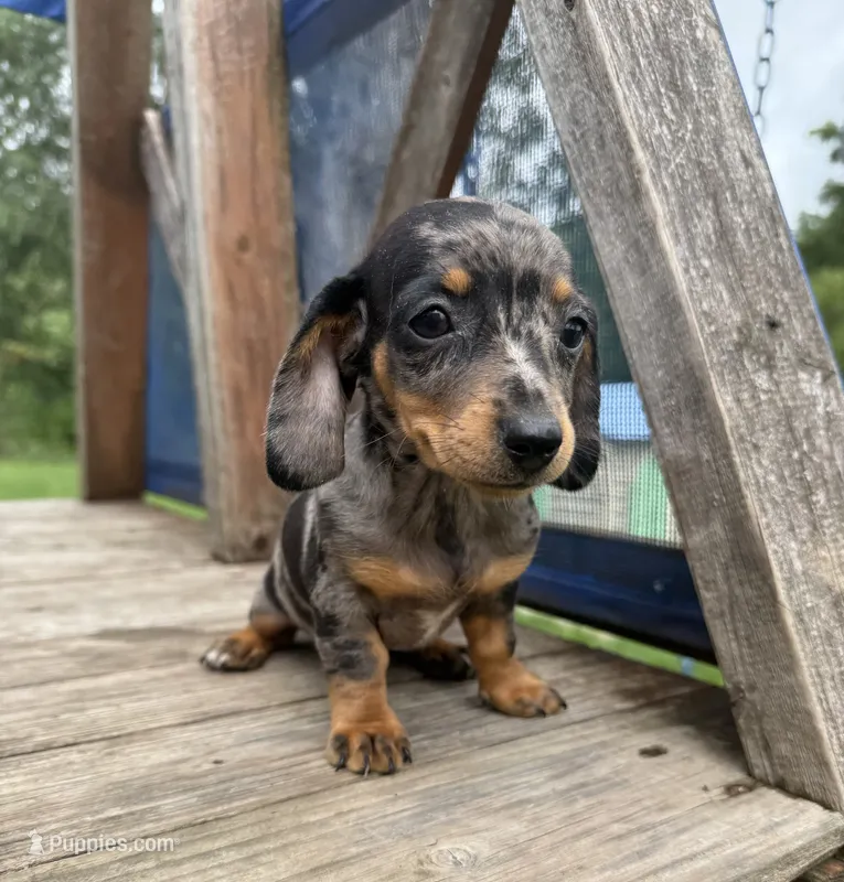 Alma – Miniature Dachshund puppy for sale in Knoxville, IA