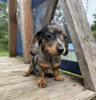Alma, a female Miniature Dachshund for sale in Knoxville, IA – 1 of 5