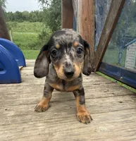 Alma, a female Miniature Dachshund for sale in Knoxville, IA – 4 of 5
