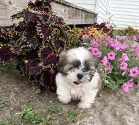 Lincoln, a male Shih Tzu for sale in Knoxville, IA – 2 of 4