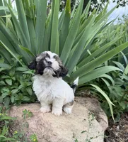 Caleb, a male Shih Tzu for sale in Knoxville, IA – 2 of 5