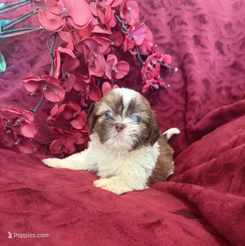 Lily – Shih Tzu puppy for sale in Knoxville, IA