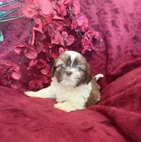 Lily, a female Shih Tzu for sale in Knoxville, IA – 1 of 4