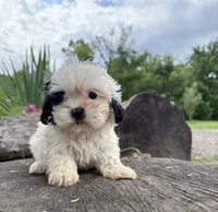 Cici, a female Shih Tzu for sale in Knoxville, IA – 2 of 4