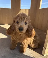 Molly, a female Goldendoodle and Poodle - Toy  for sale in Knoxville, IA – 2 of 5