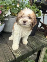 Bella, a female Shih Tzu and Poodle - Miniature  for sale in Knoxville, IA – 2 of 4