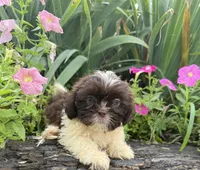 Sunny, a female Shih Tzu for sale in Knoxville, IA – 2 of 5