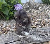 Ricky , a male Shih Tzu for sale in Knoxville, IA – 3 of 5