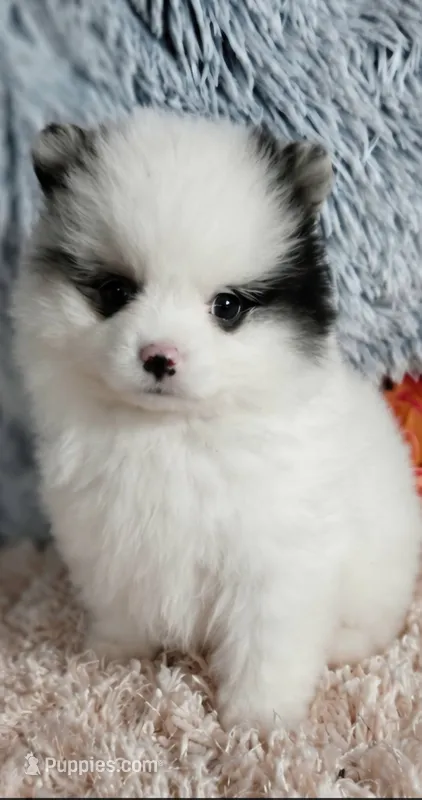 Teddy  – Pomeranian puppy for sale in Valley Springs, CA
