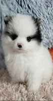 Teddy , a male Pomeranian for sale in Valley Springs, CA – 1 of 3