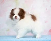 Indy , a male Pomeranian for sale in Valley Springs, CA – 2 of 2