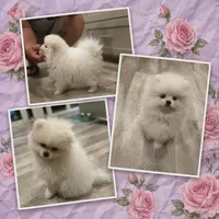 Lely , a female Pomeranian for sale in Valley Springs, CA – 1 of 1