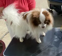 Indy , a male Pomeranian for sale in Valley Springs, CA – 1 of 2
