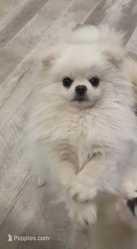 Rain  – Pomeranian puppy for sale in Valley Springs, CA